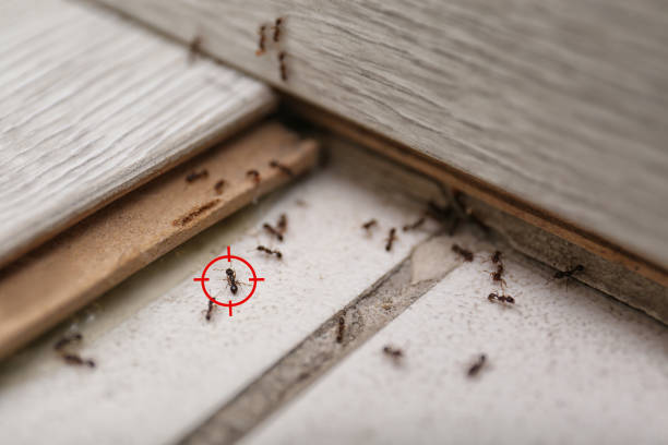 Best Residential Pest Control  in Twin Lakes, VA