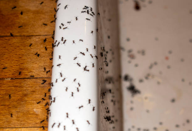 Best Pest Removal Services  in Twin Lakes, VA