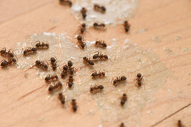 Best Cockroach Control Services  in Twin Lakes, VA