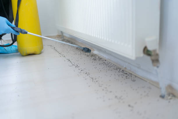 Wasp Removal Services in Twin Lakes, VA